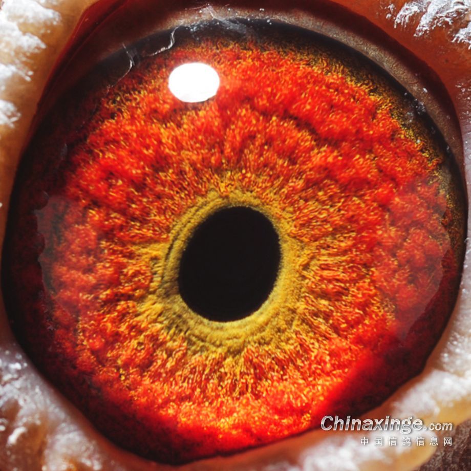 豪飞春棚决赛414名