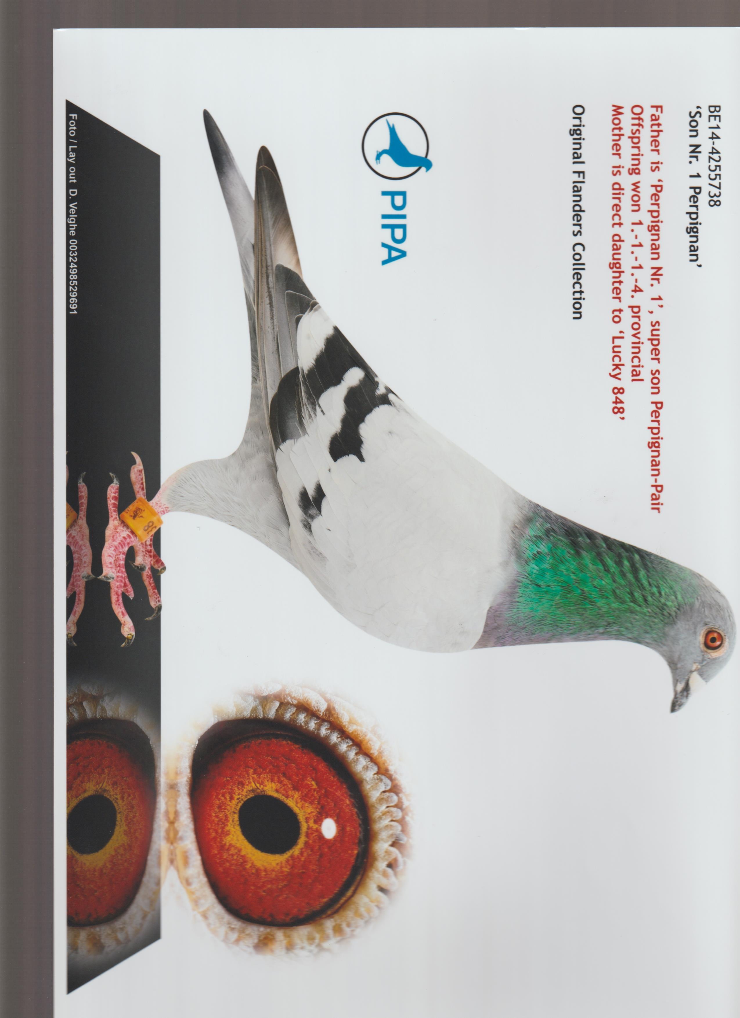 速霸龙x利奥_彬楚牧业_ ag188.com爱鸽商城_中国信鸽信息网