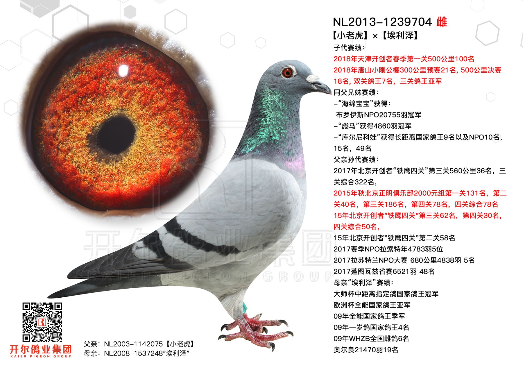 佛科克:【小老虎×埃利泽】直女!