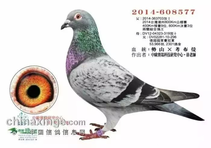 血统书信鸽特征编 号:612725鸽 名:羽 色:喷点灰眼 砂:黄收 藏:点击