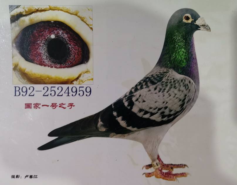 国家一号直子_烛光鸽业_ ag188.com爱鸽商城_中国信鸽信息网