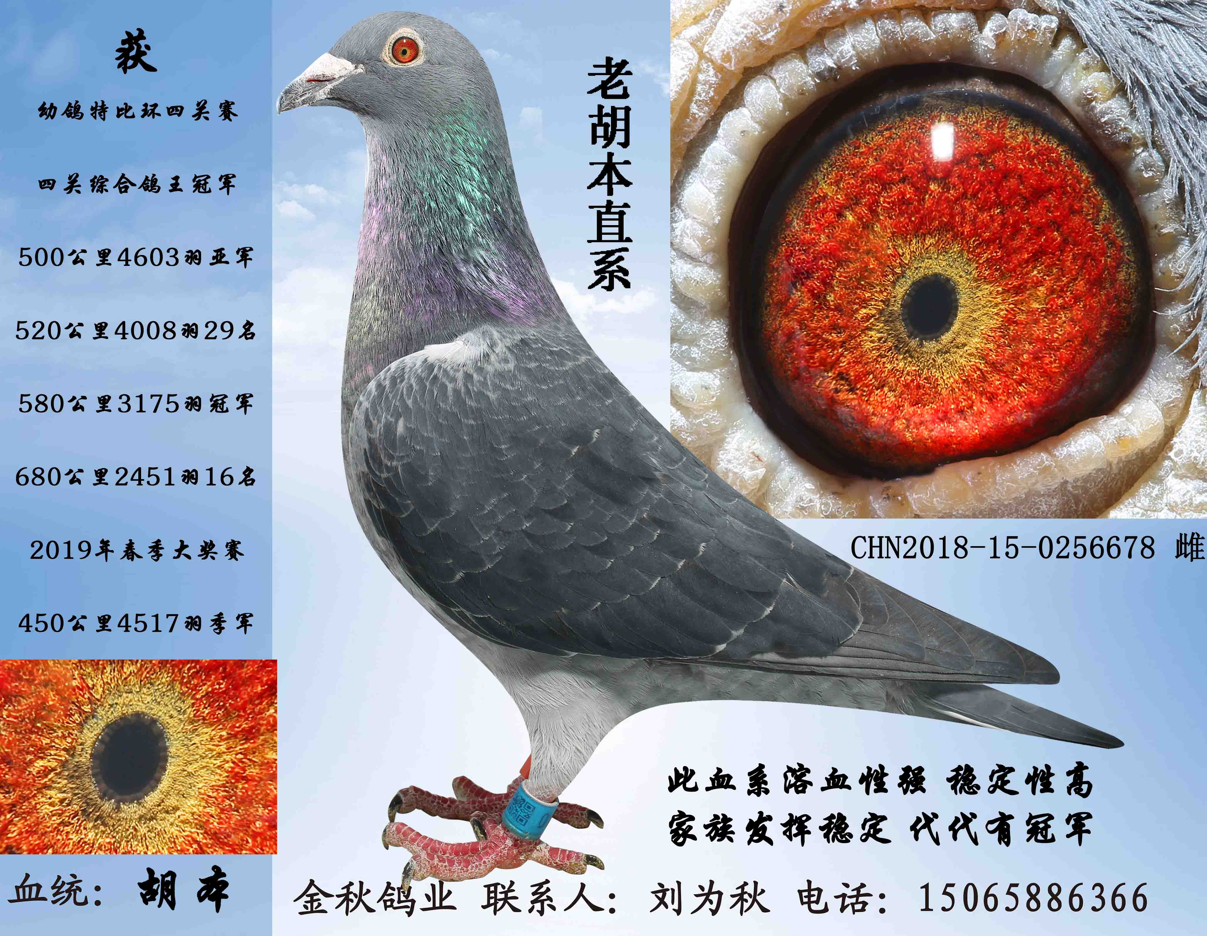 金秋黑美人-金秋鸽业-中信网爱鸽商城