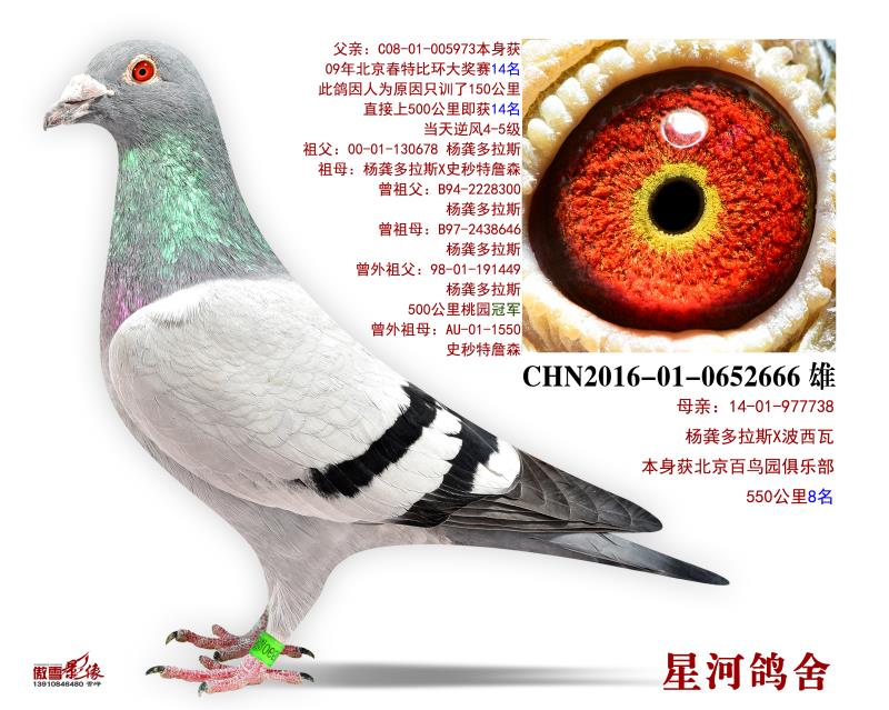 com爱鸽商城_中国信鸽信息网