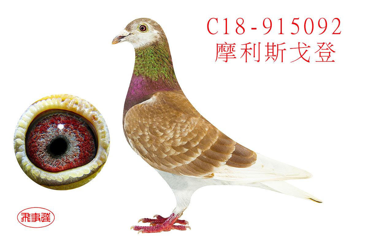 美国名系摩利斯戈登092