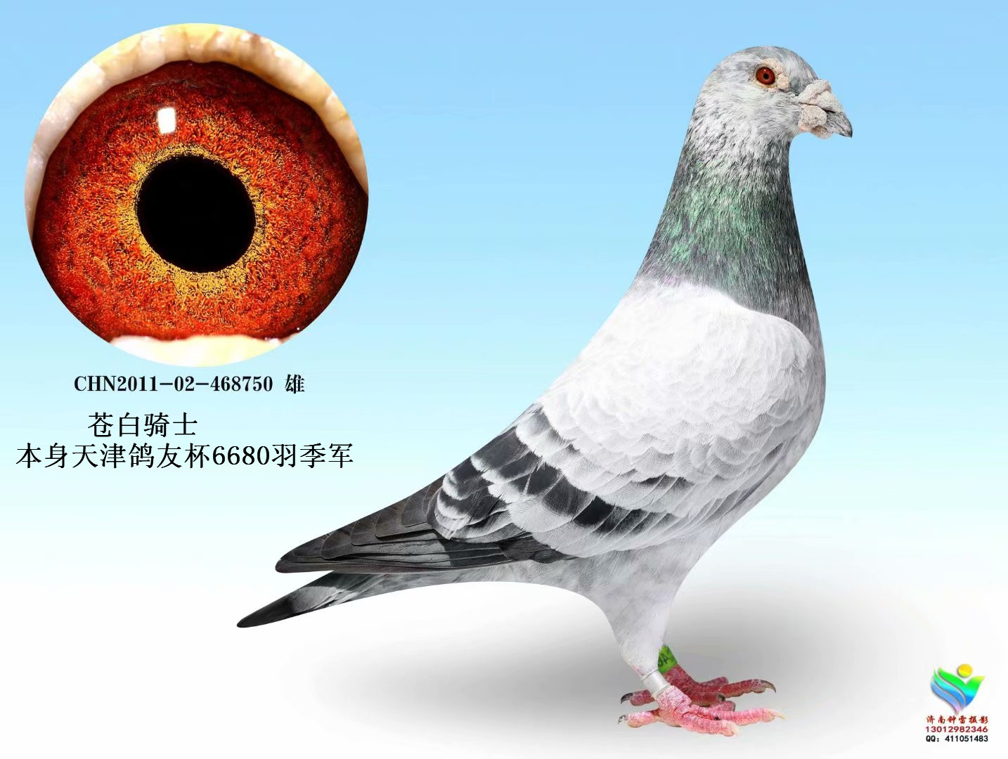 苍白750_福星高照_ ag188.com爱鸽商城_中国信鸽信息网