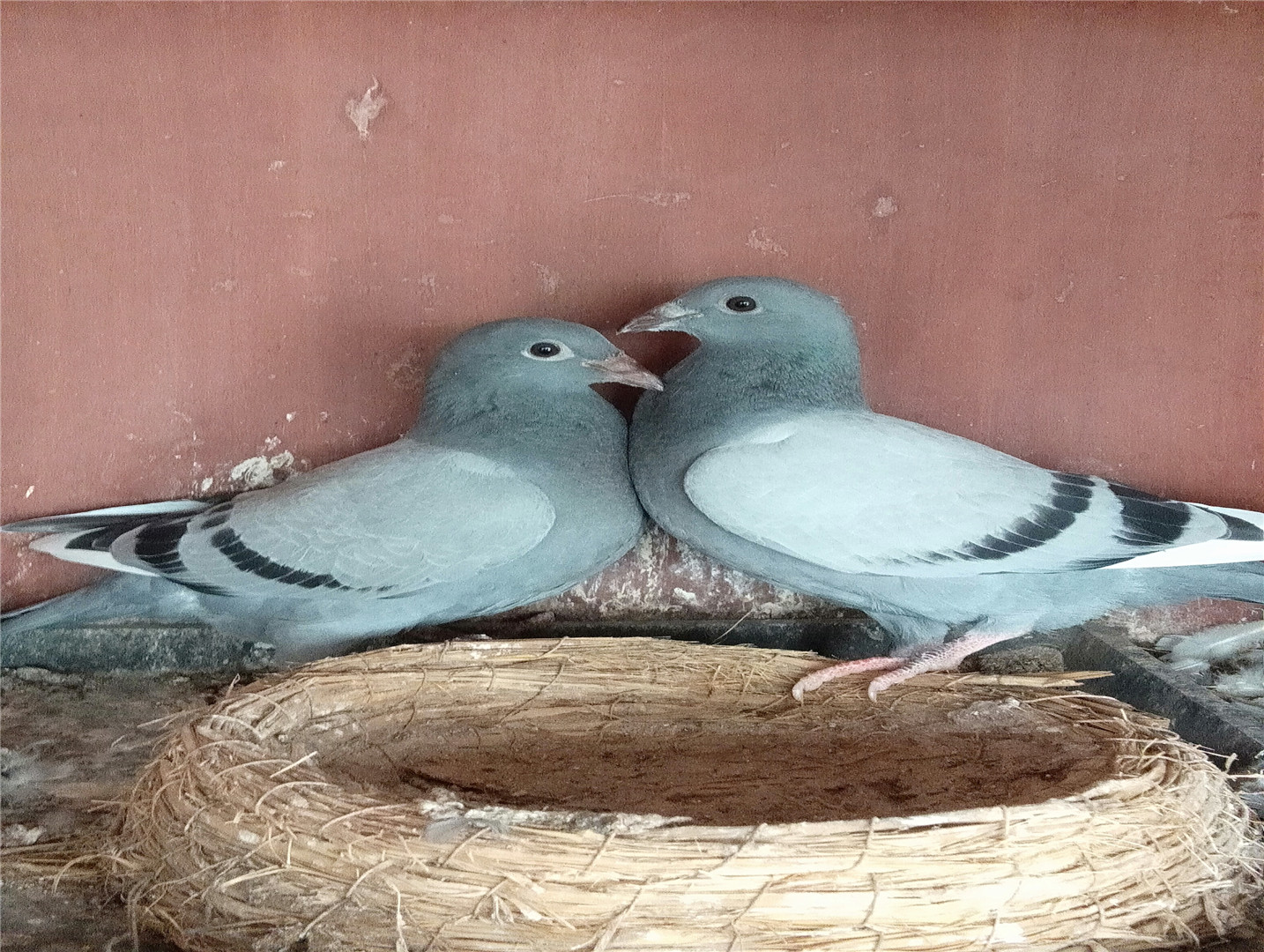 天一幼鸽_福星高照_ag188.com爱鸽商城_中国信鸽信息网