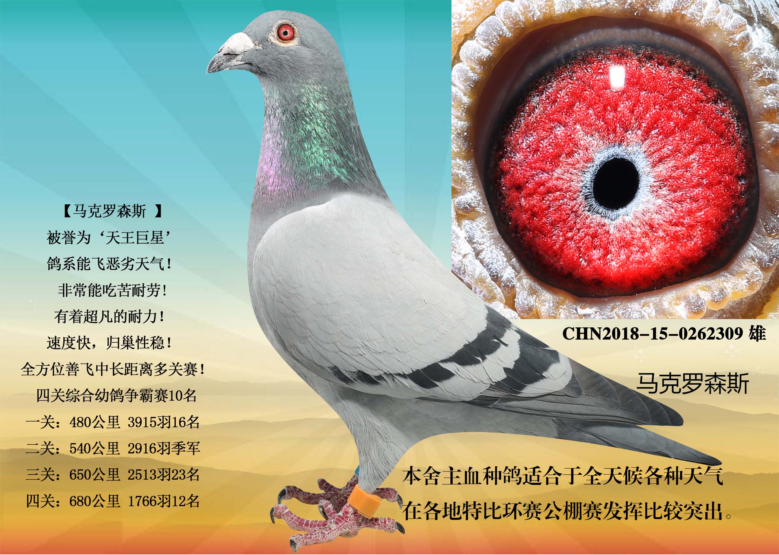 马克罗森斯