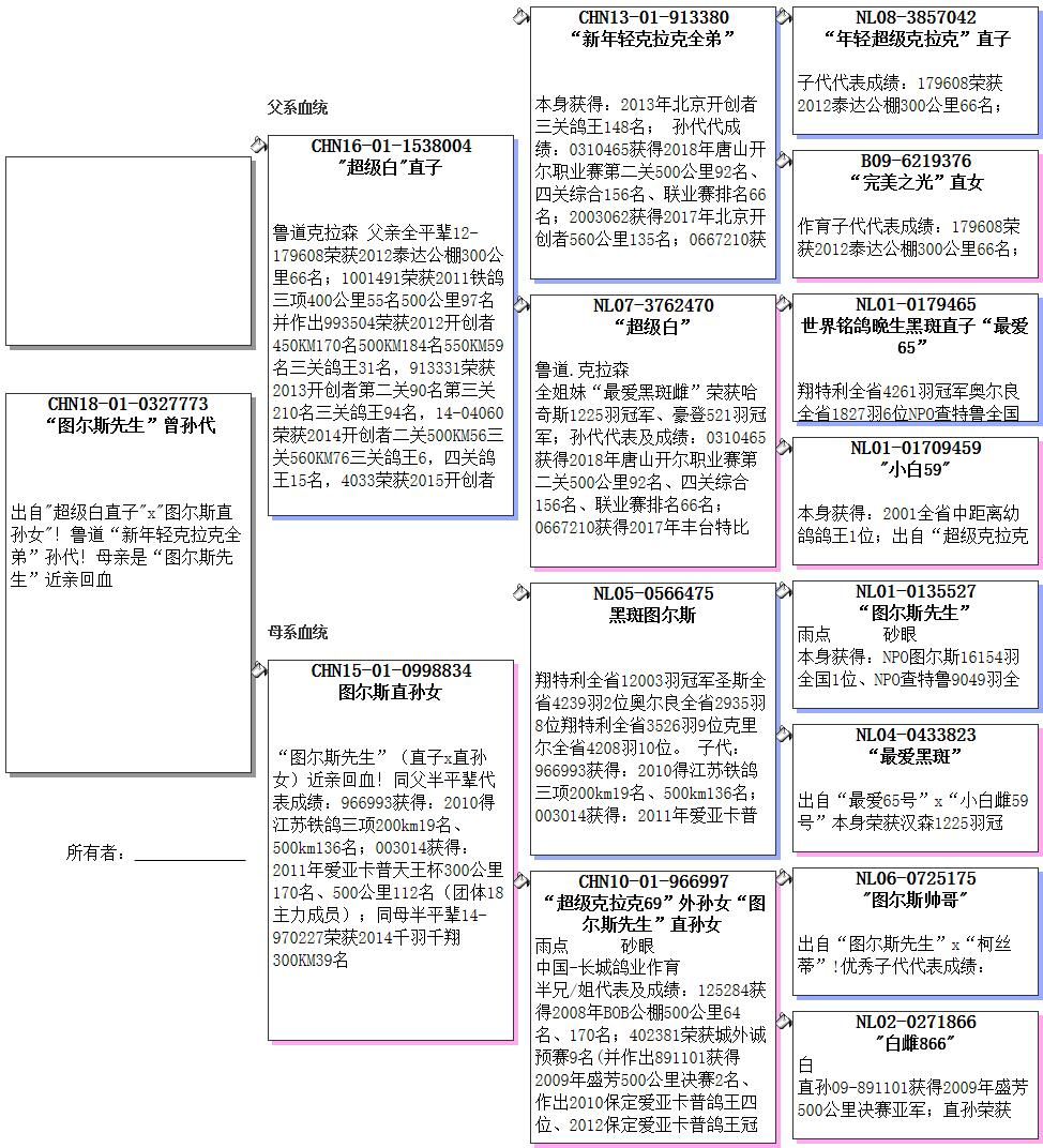 鲁道年轻超级克拉克直孙x图尔斯直孙女_大唐盛世鸽业-中信网爱鸽商城