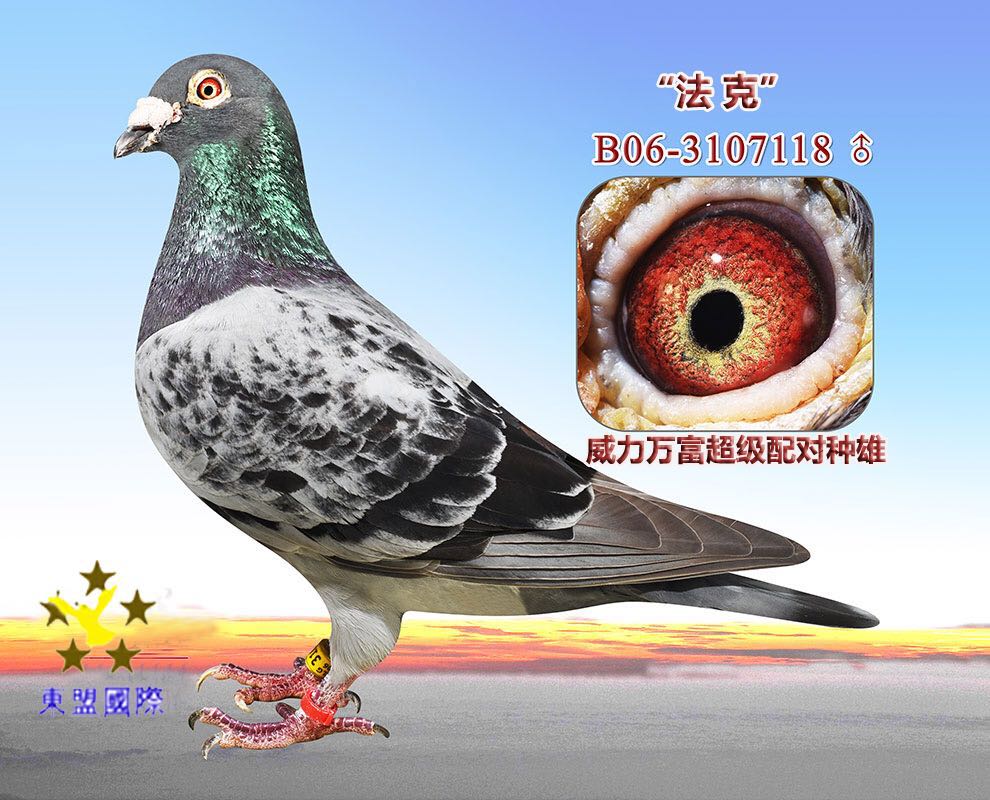 "法克/威力万富超级配对种雄_东盟国际_ ag188.com爱鸽商城_中信网