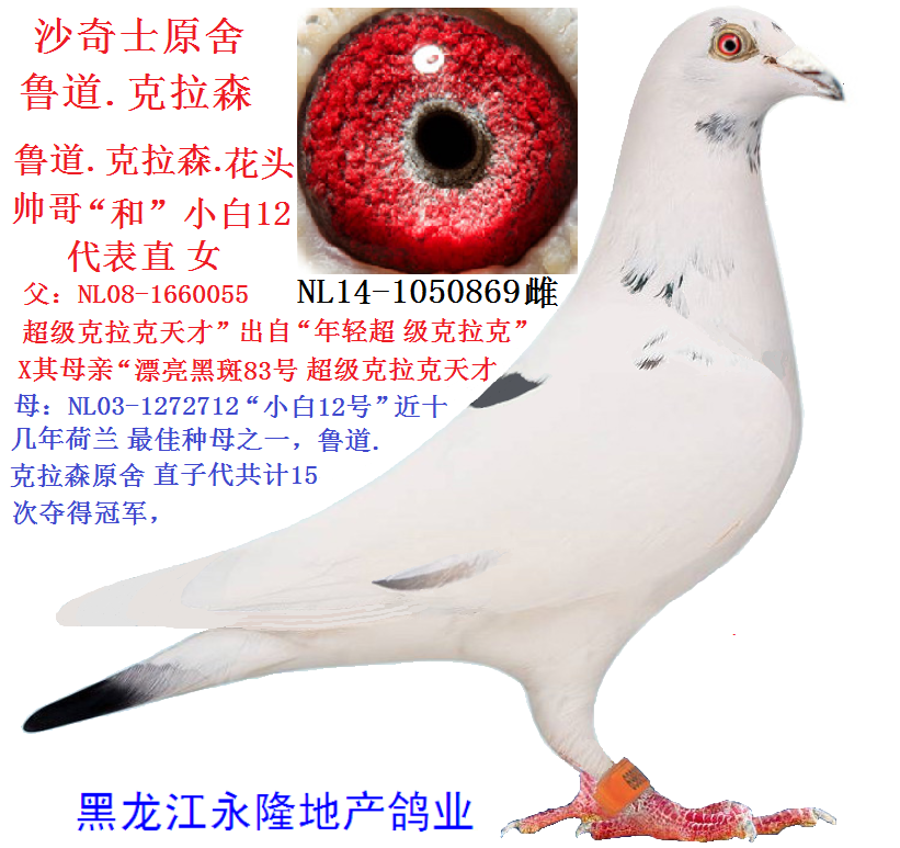 沙奇士原舍鲁道克拉森小白12号直女