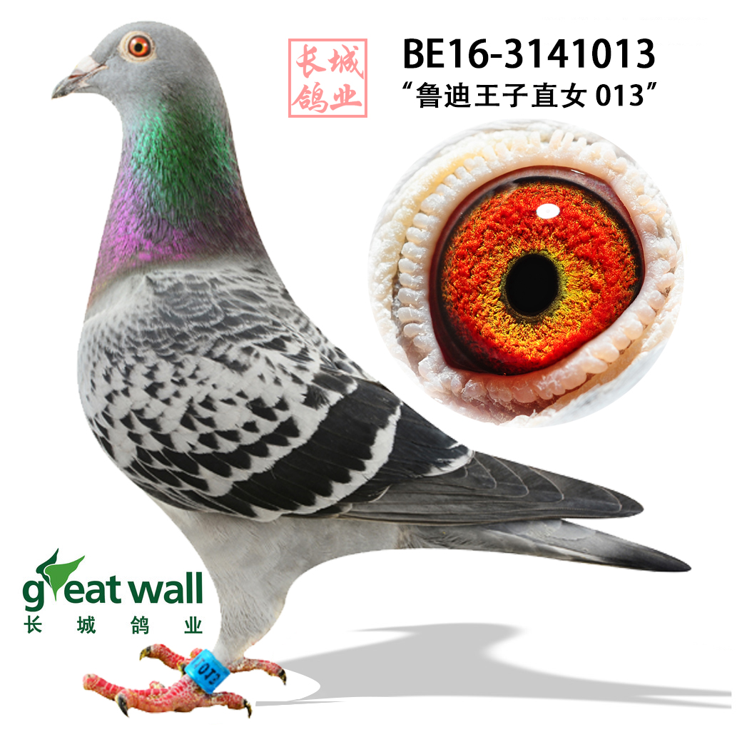 【鲁迪王子直女013】_长城鸽业-中信网爱鸽商城
