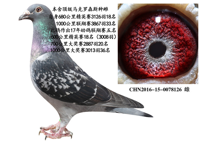 马克罗森斯种母