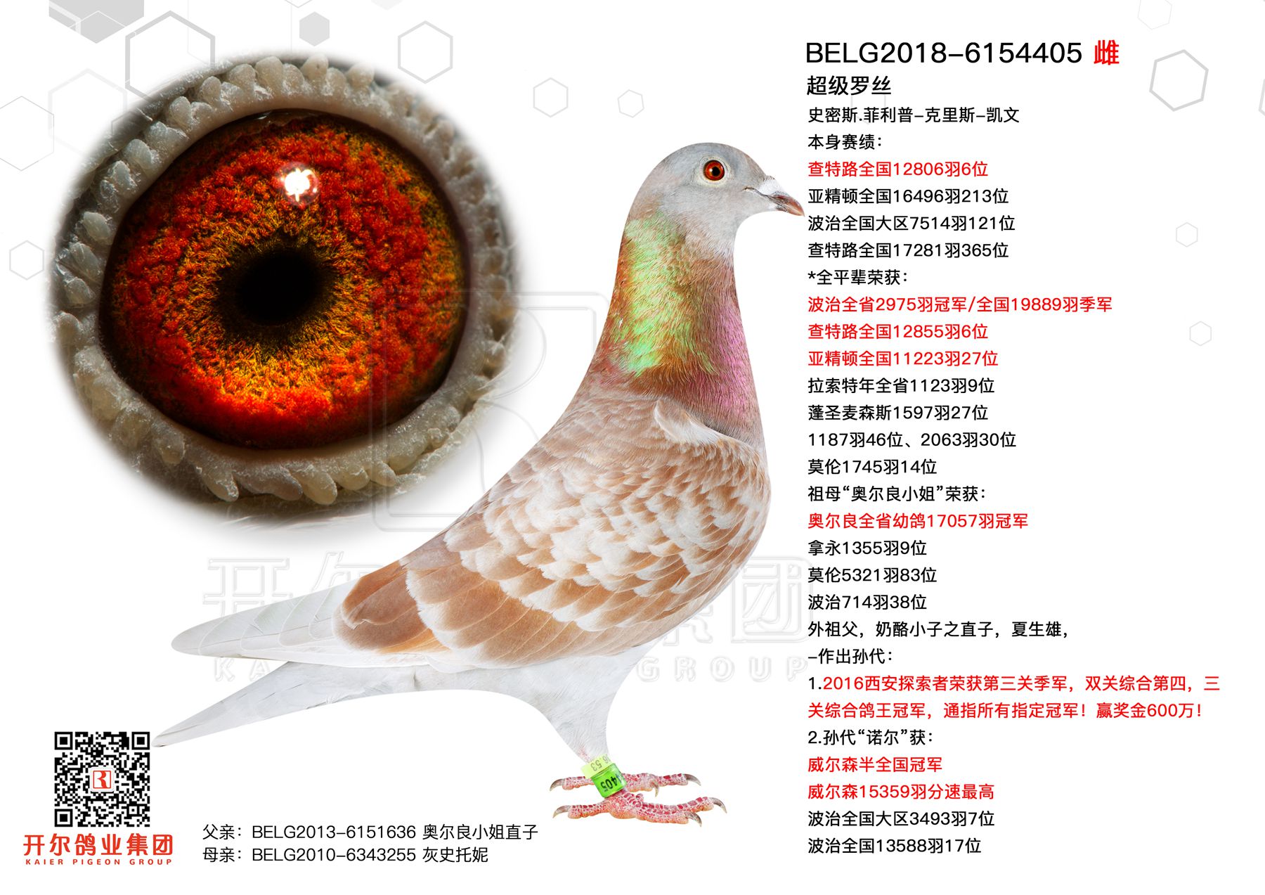 超级罗丝(奶酪小子直子698外孙女)