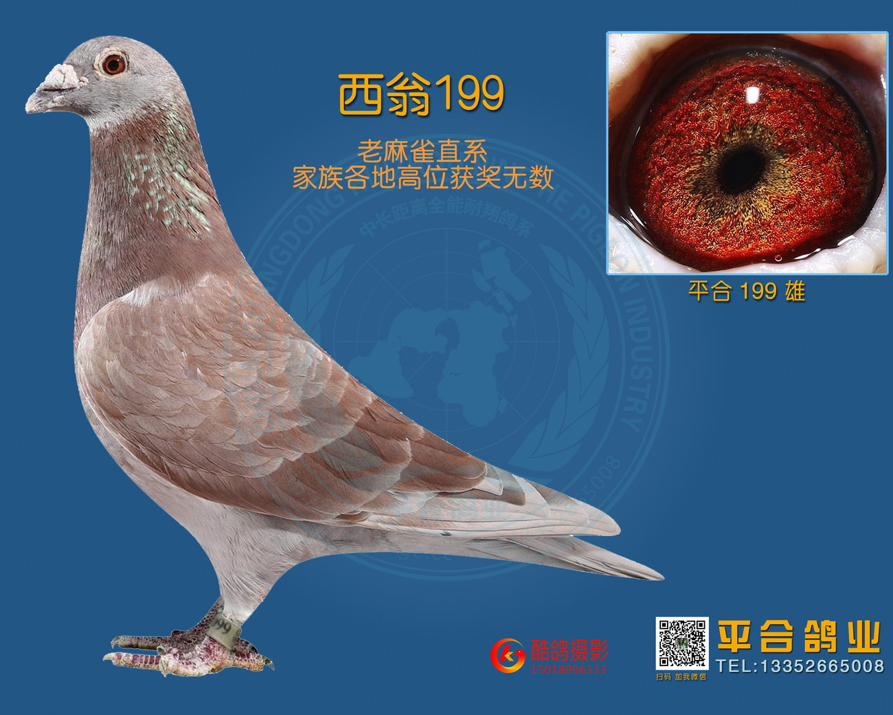 西翁199_平合鸽业_ ag188.com爱鸽商城_中国信鸽信息网