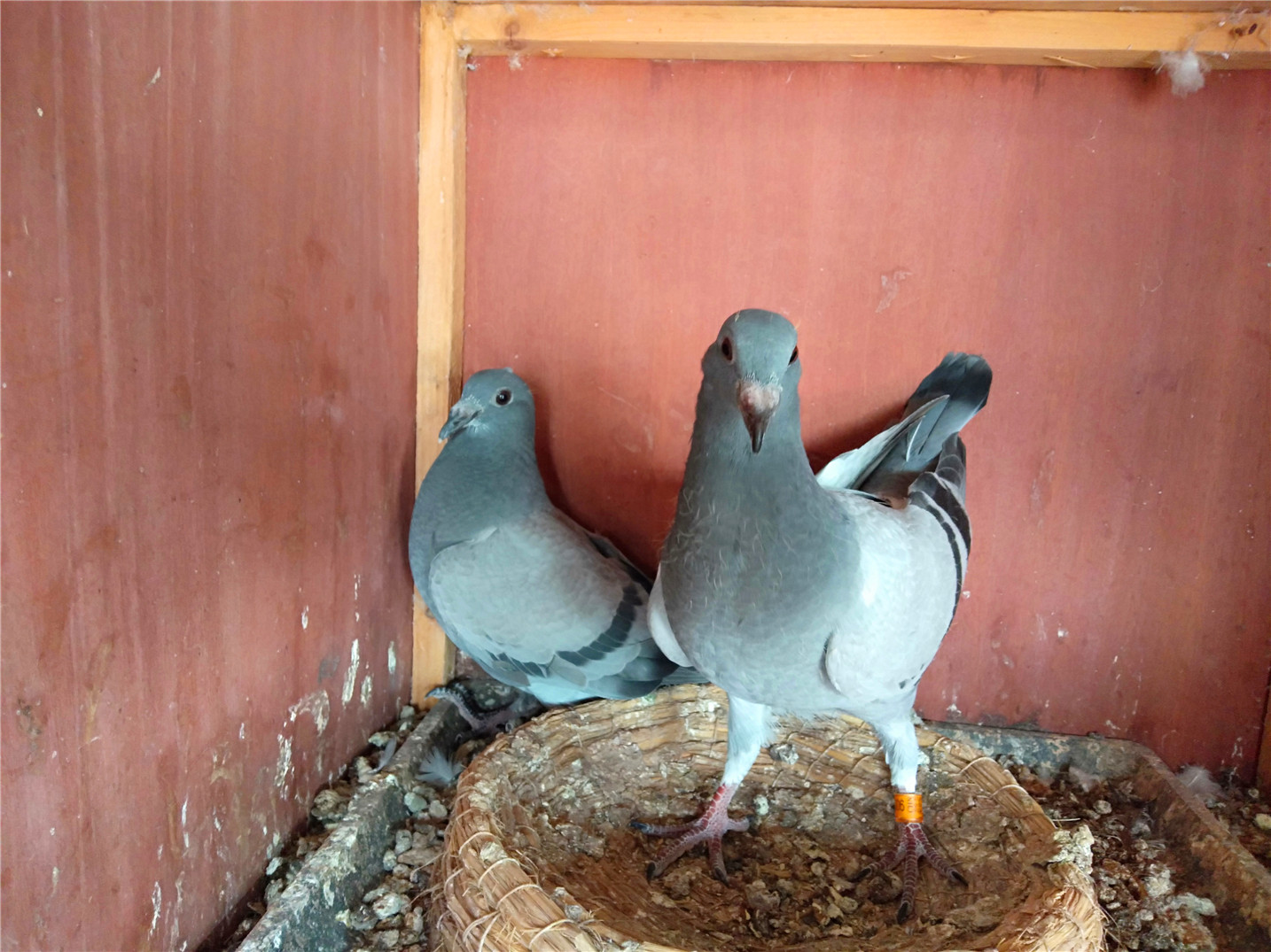 神农号幼鸽一对