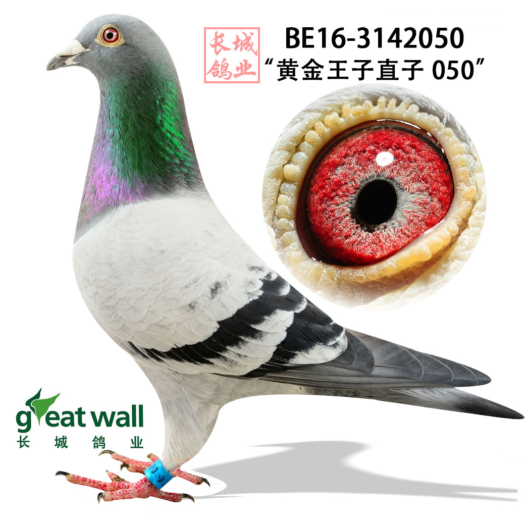 【黄金王子直子050】