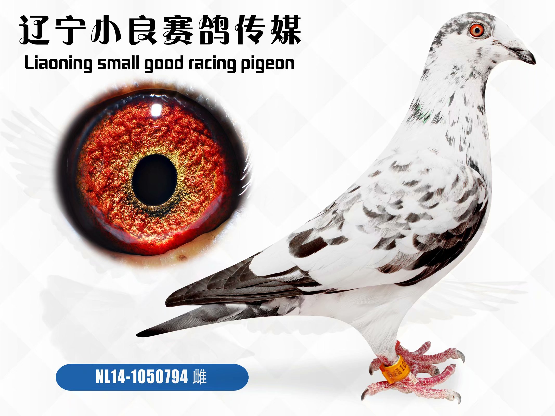 鲁道克拉森小白12