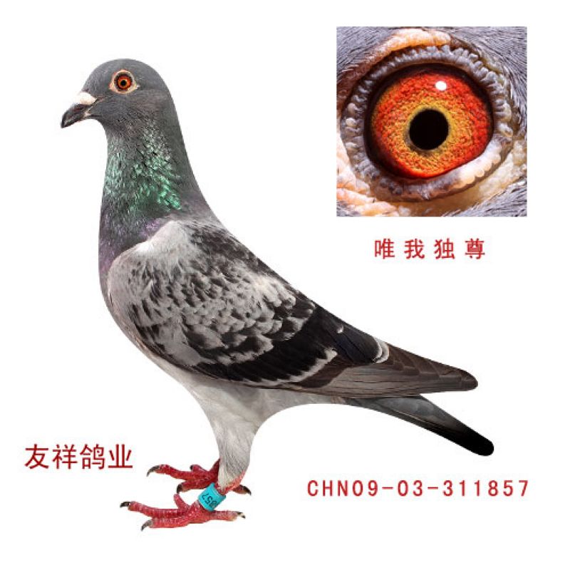 友祥鸽业东方不败【不败仙女】