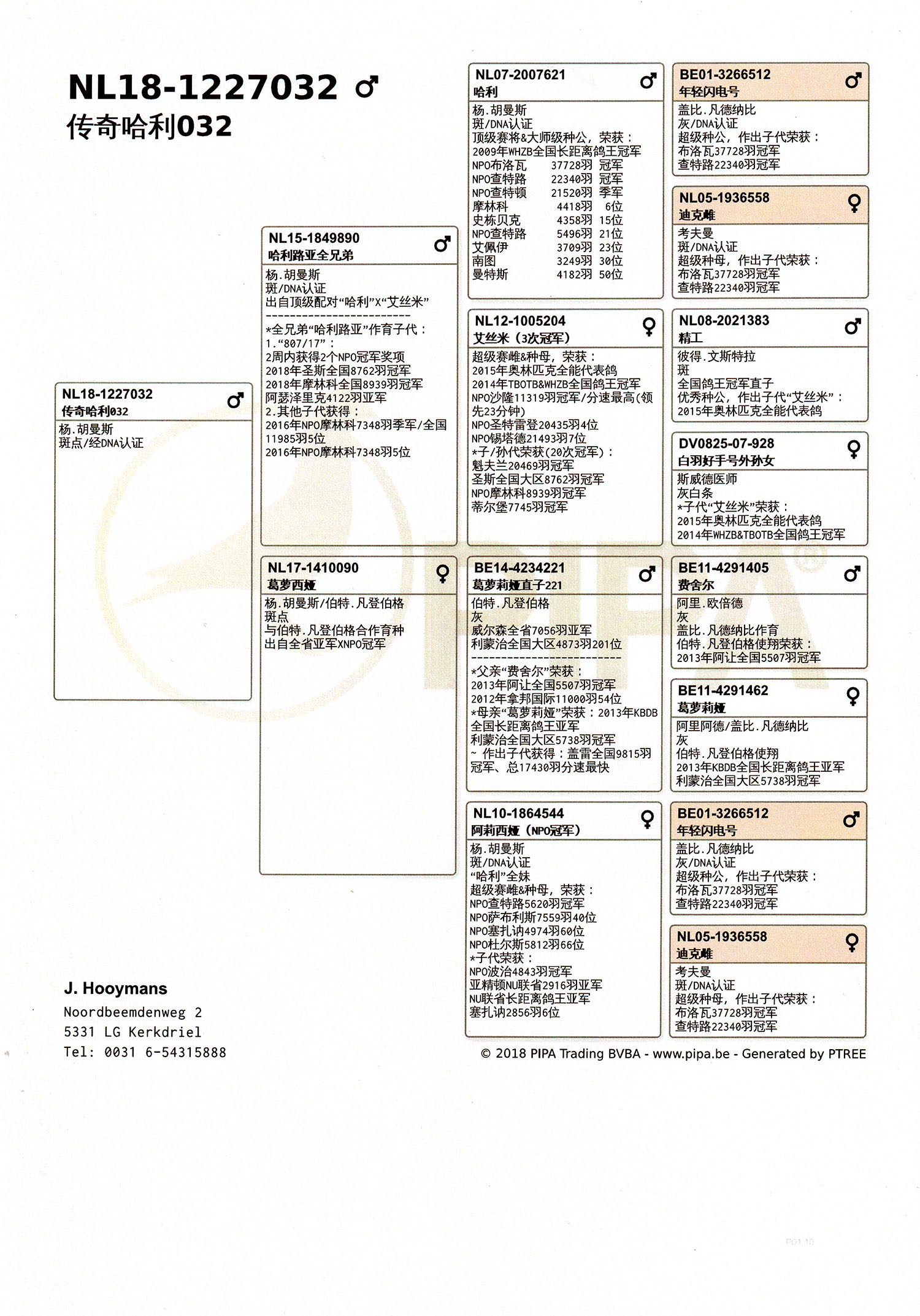 欧联国际赛鸽