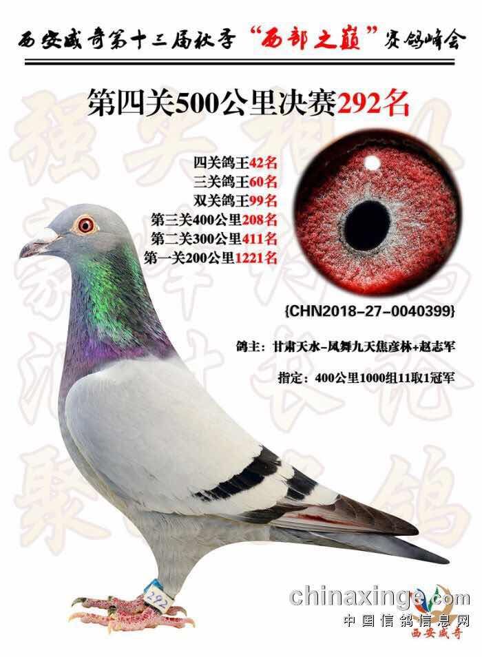 陕西威奇公棚四关鸽王42位