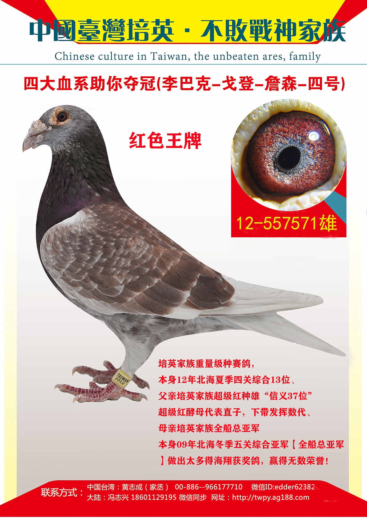 红色王牌_台湾培英鸽舍-中信网爱鸽商城