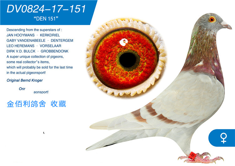 信鸽特征编 号:614946鸽 名:基特尔之子-罗西塔全姐迪克,范顿布鲁克