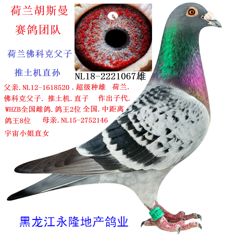 荷兰佛科克父子推土机直孙