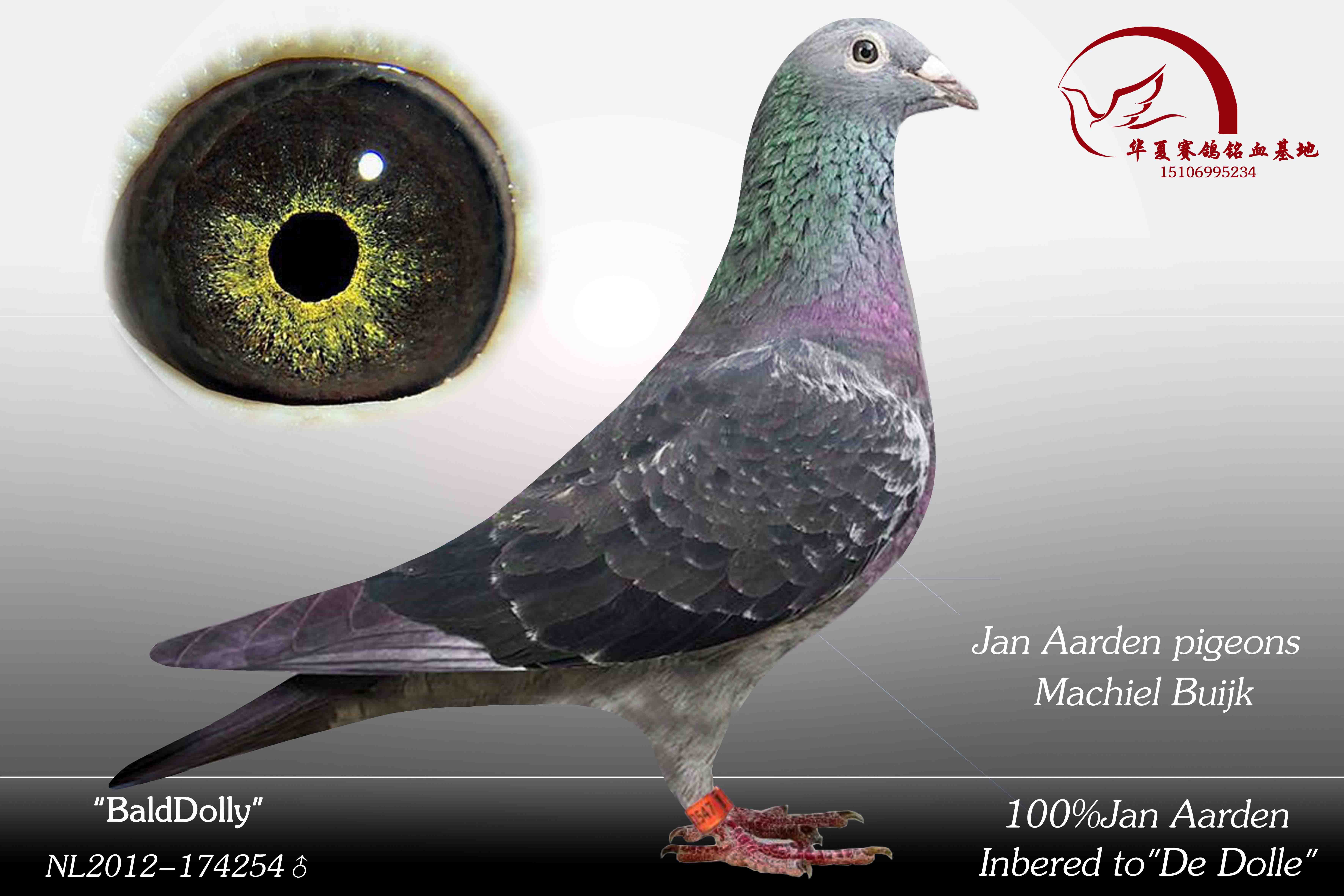 米歇尔接受幼鸽预定_华夏赛鸽铭血基地_ag188.