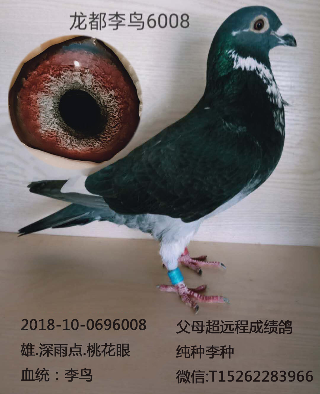 龍都李鳥6008