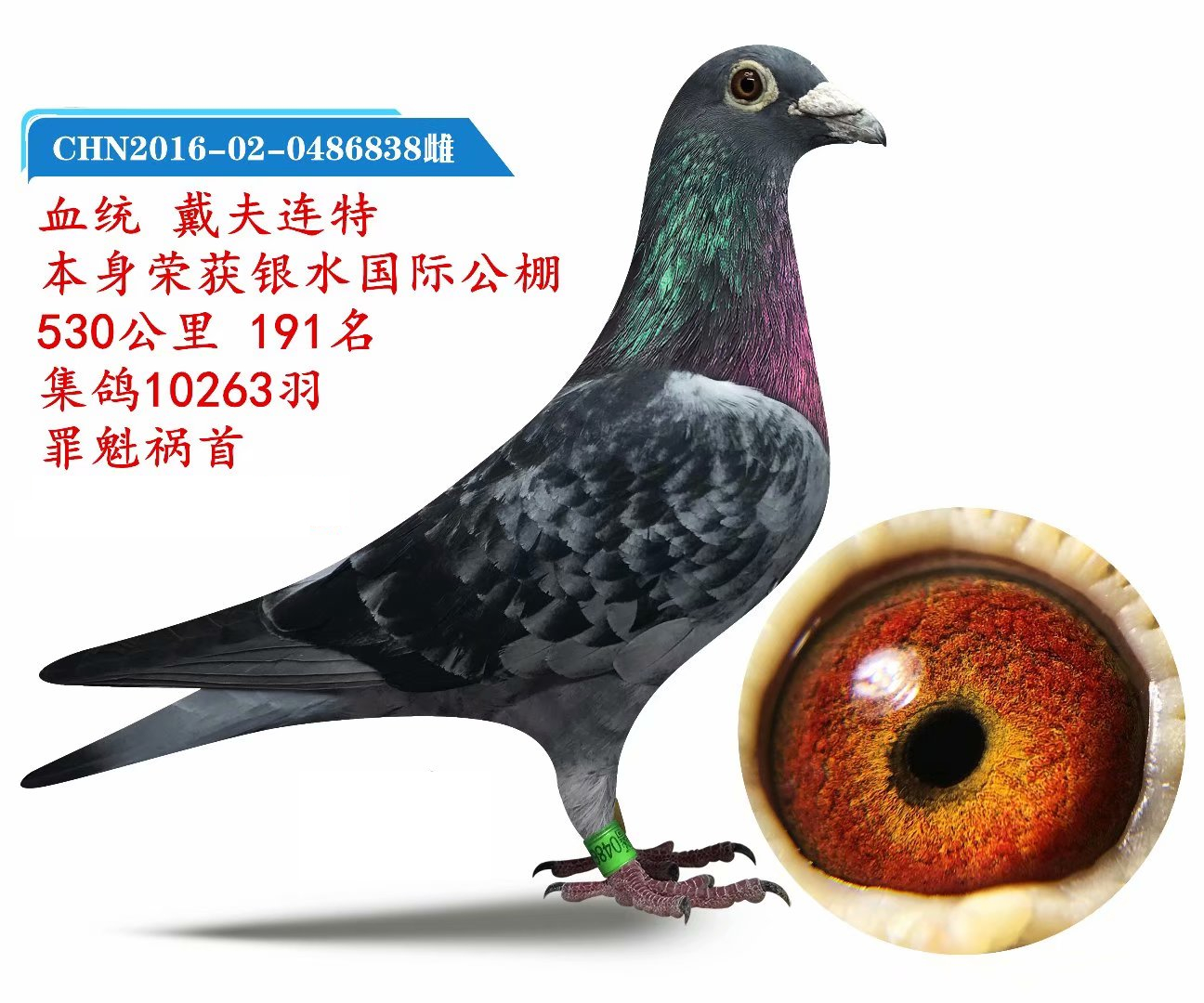 戴扶连特银水公棚决赛191名_宇环信鸽传媒至诚联队_ ag188.
