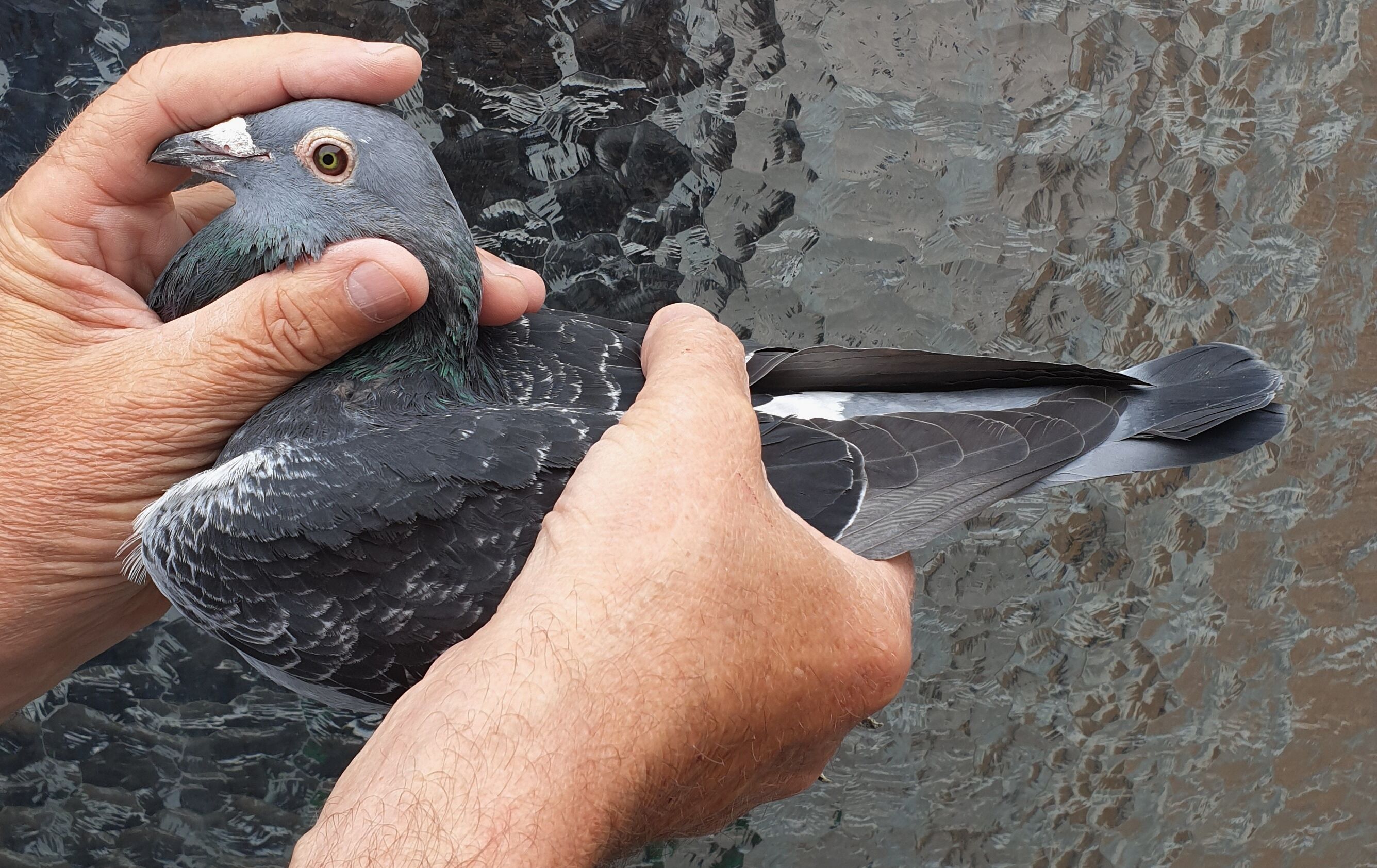 米歇尔·贝克·杨阿腾 原舍种鸽