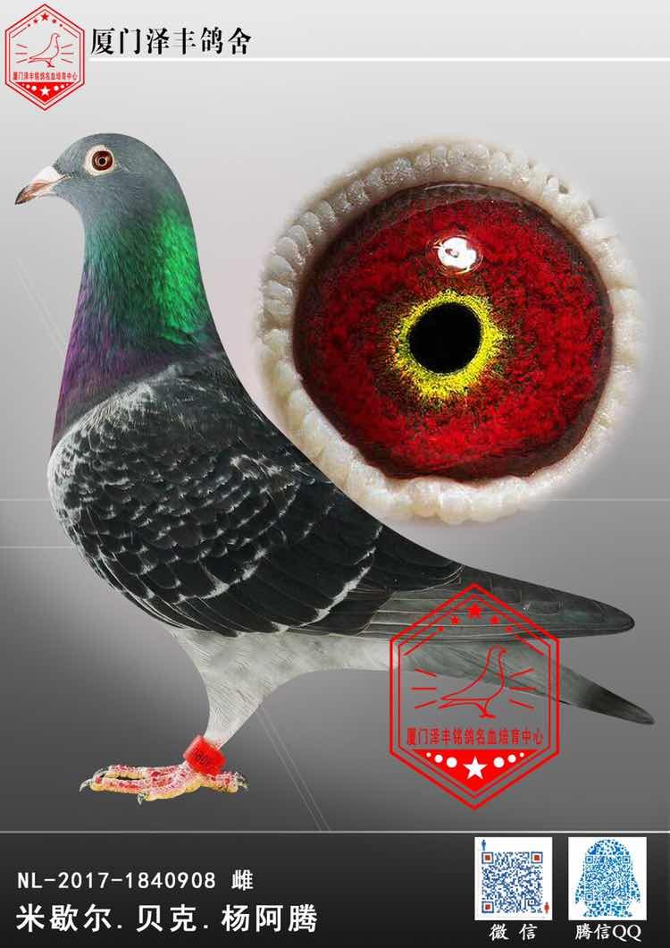 米歇尔·贝克·杨阿腾(原舍)