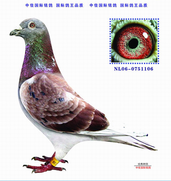 超级鲁道红superludored鲁道克拉森ludoclaessens原舍作出