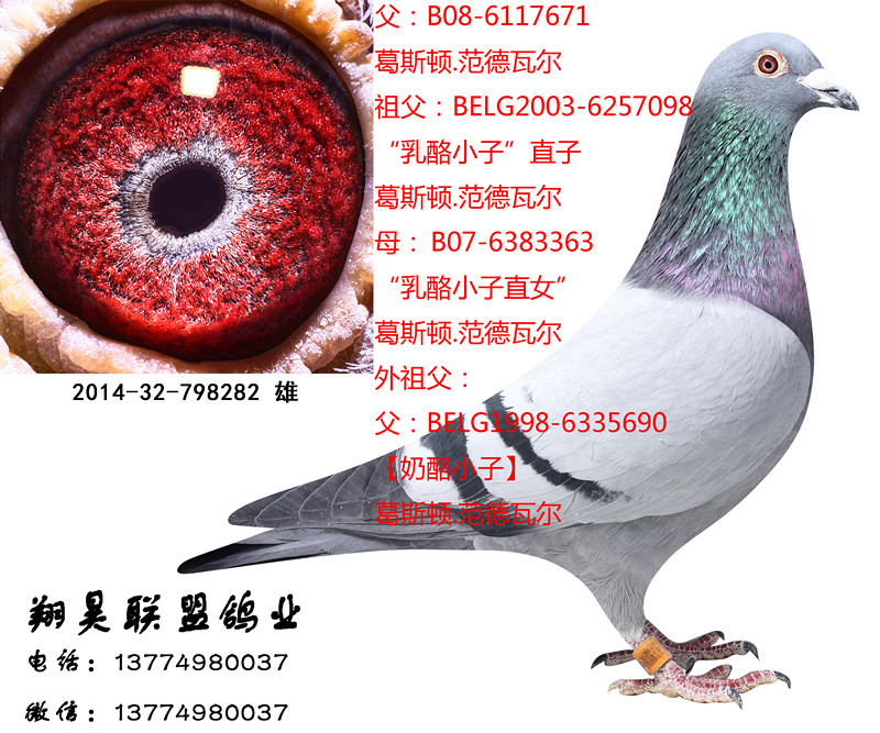 098直子x奶酪小子直女已转让