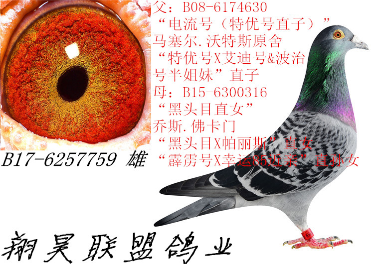电流号直子_翔昊联盟鸽业_ag188.com爱鸽商城_中信网