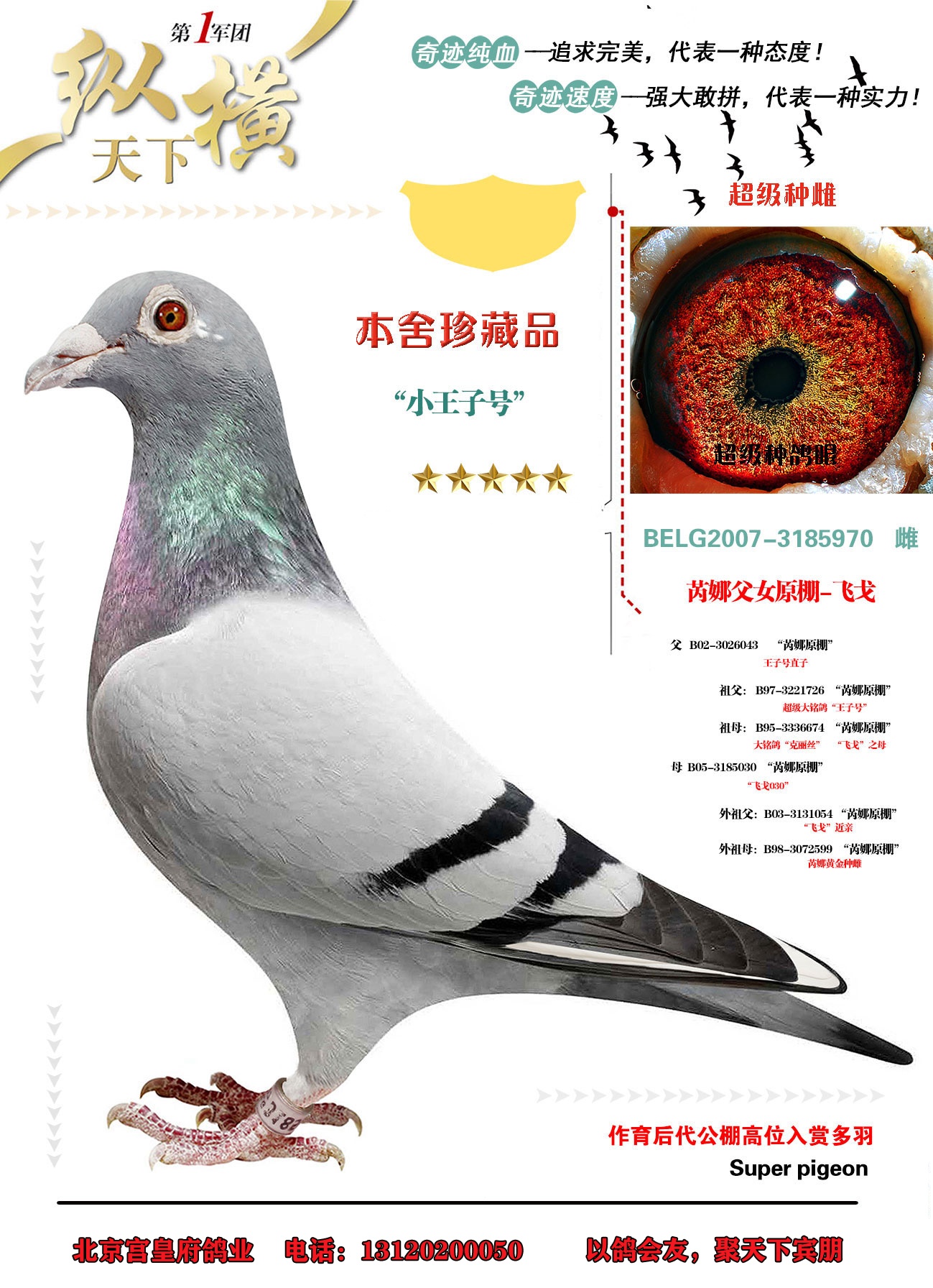 苪娜父女原棚-飞戈_北京宫皇府鸽业_ag188.