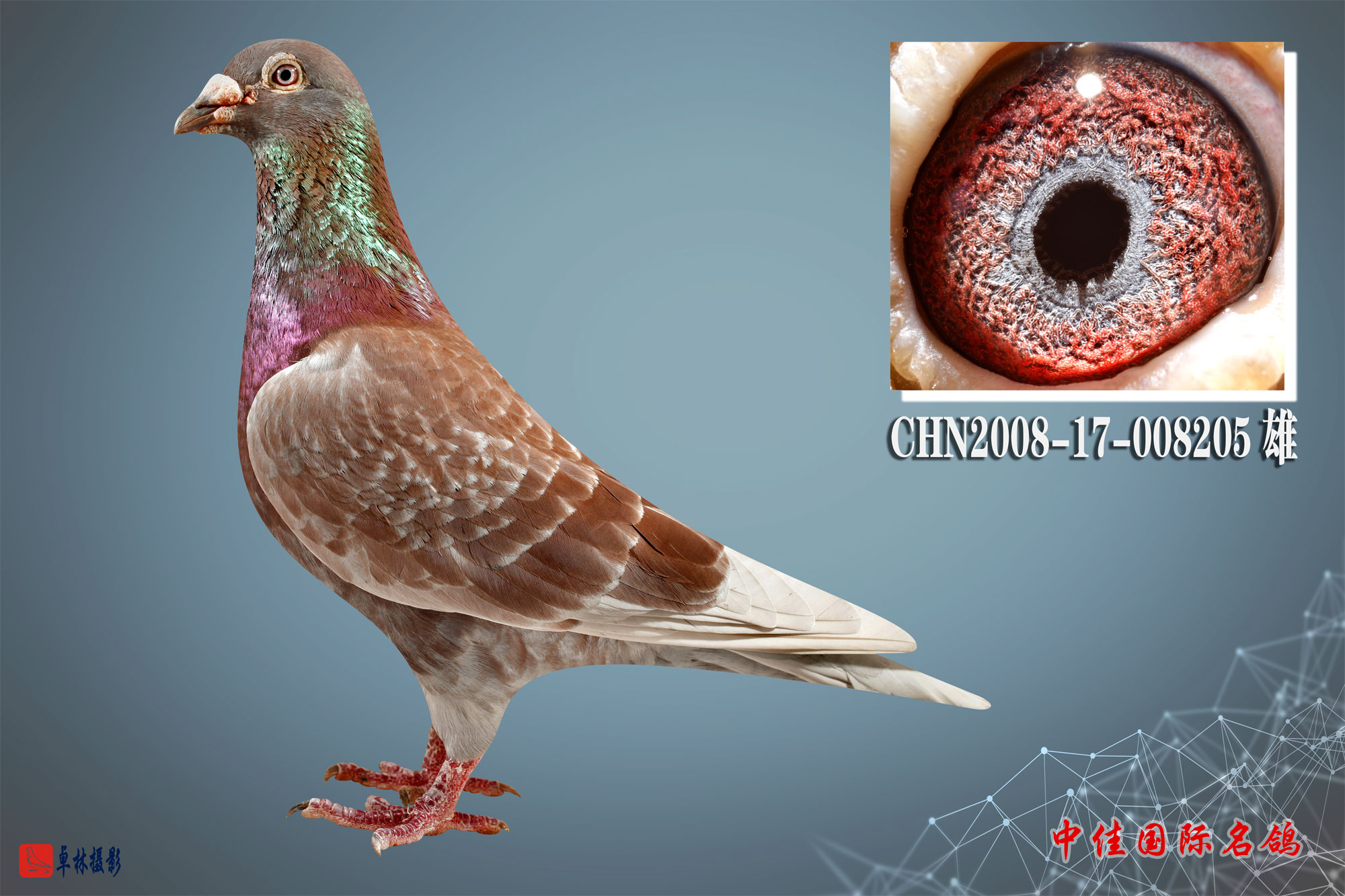 中佳国际名鸽
