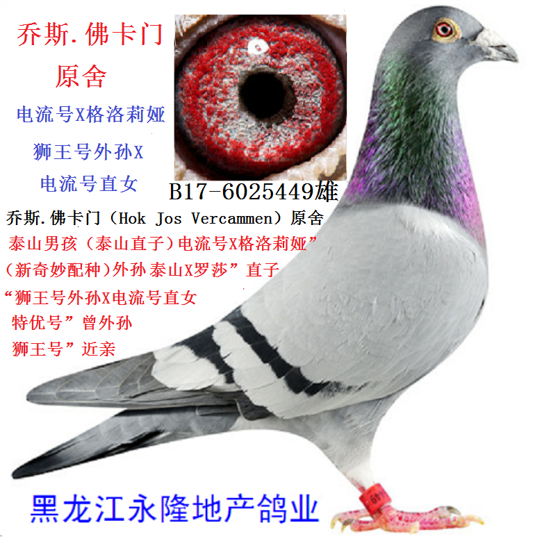 乔斯.佛卡门.狮王号外孙x电流号直女