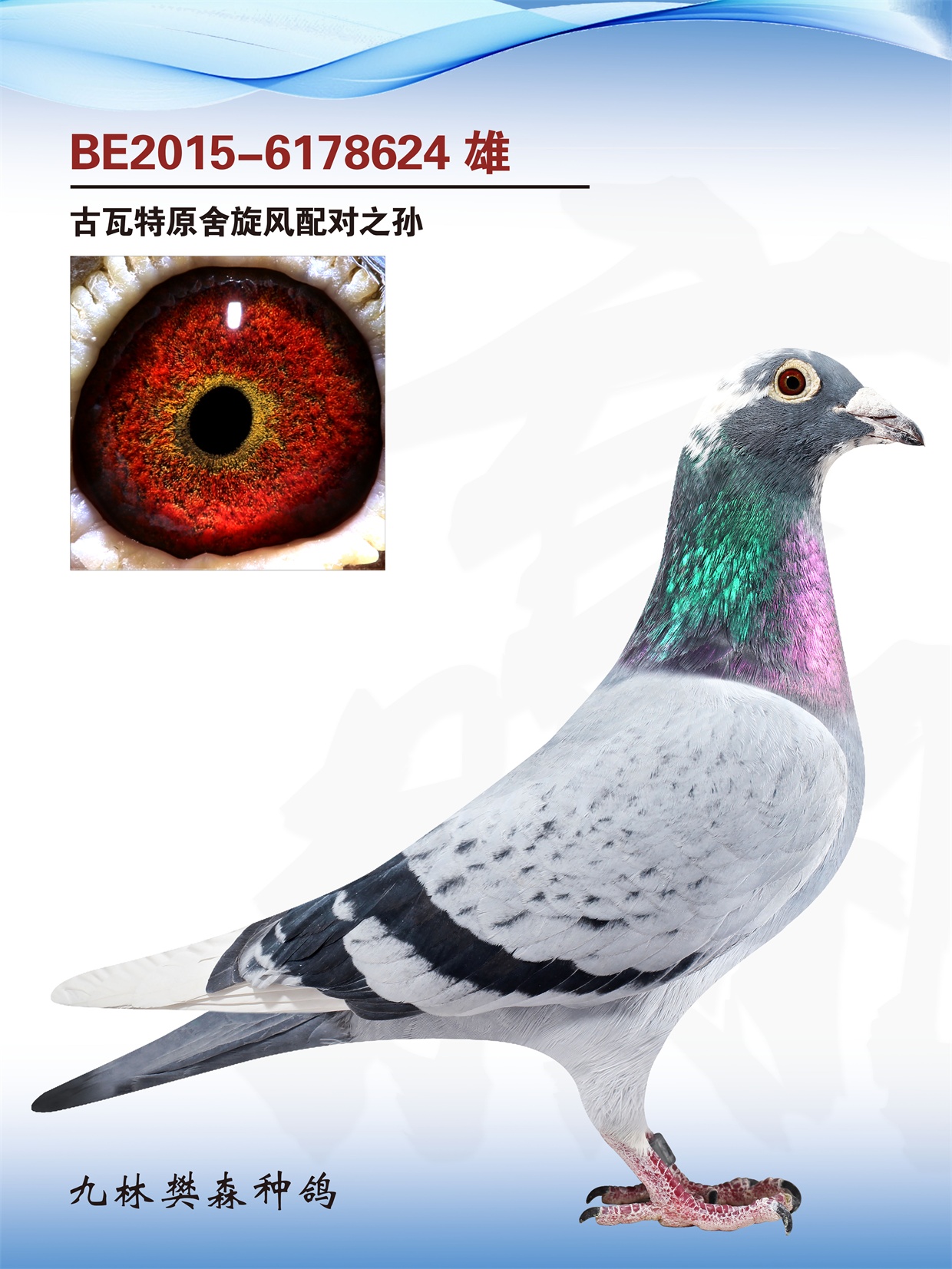 古瓦特原舍旋风配对直孙