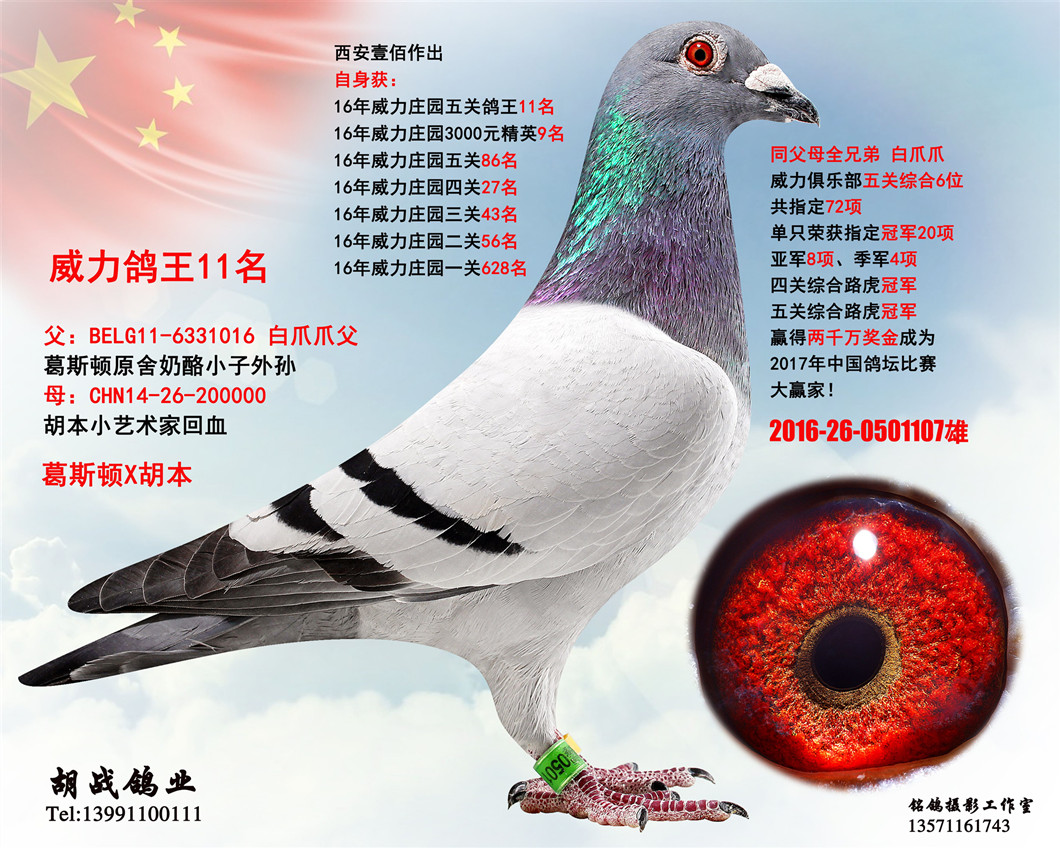 气:14936次血 统:奶酪x胡本鸽友通:详细介绍自身获:16年威力庄园五关