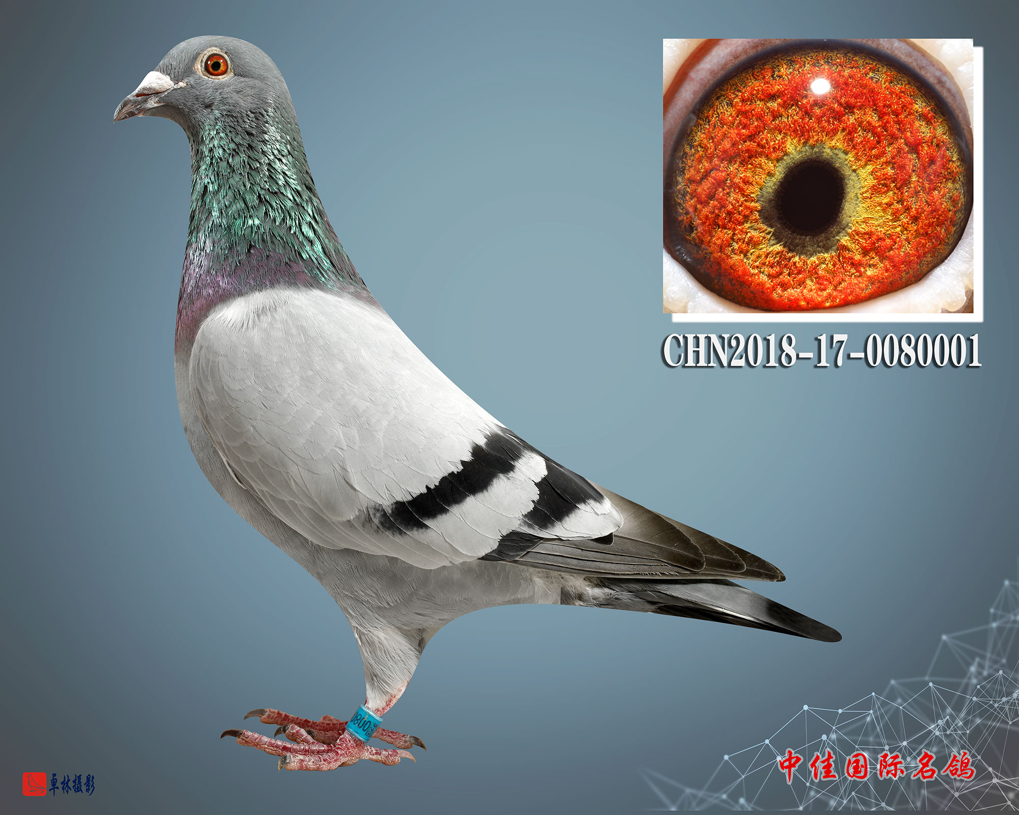 中佳国际名鸽