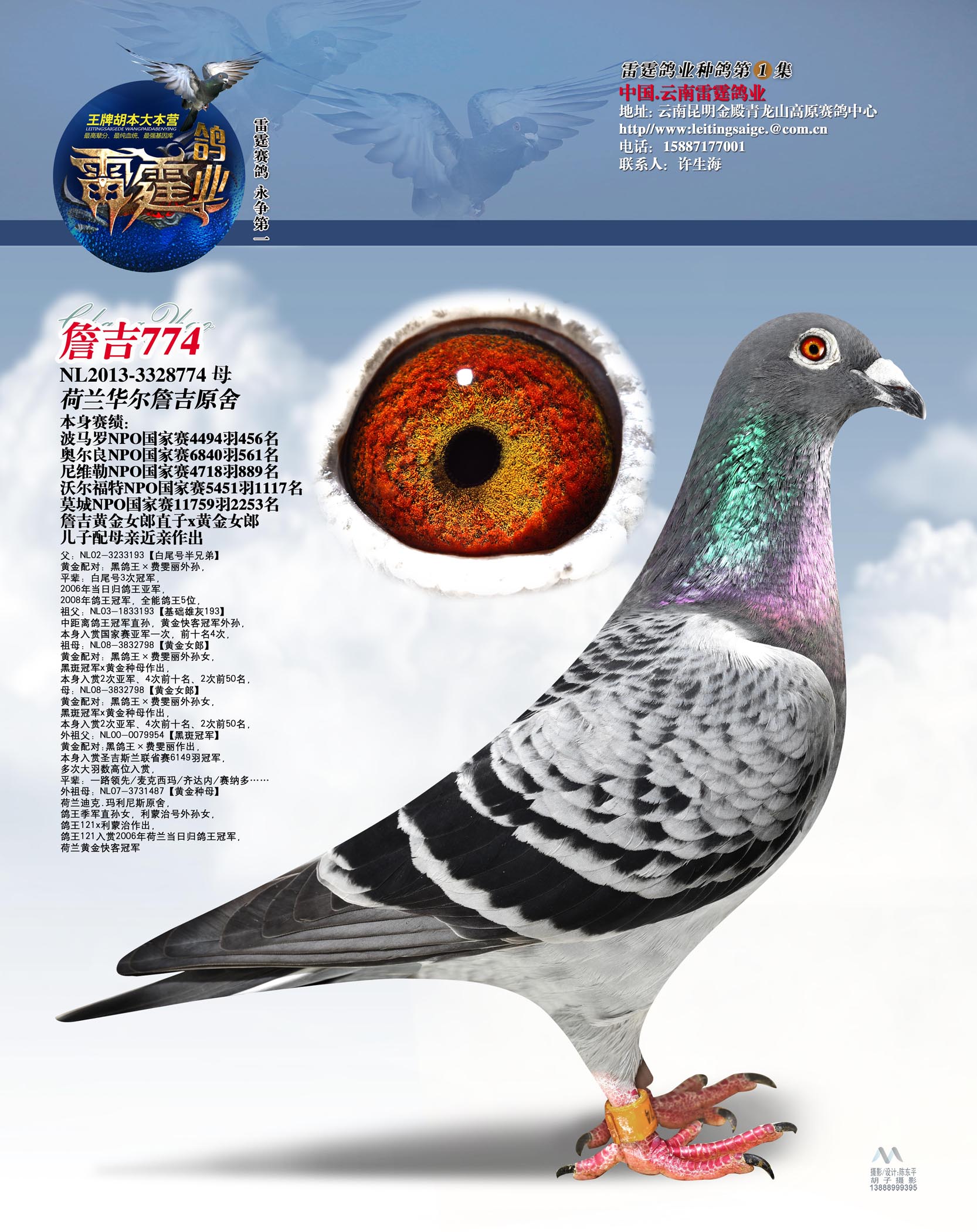 白尾黑信鸽