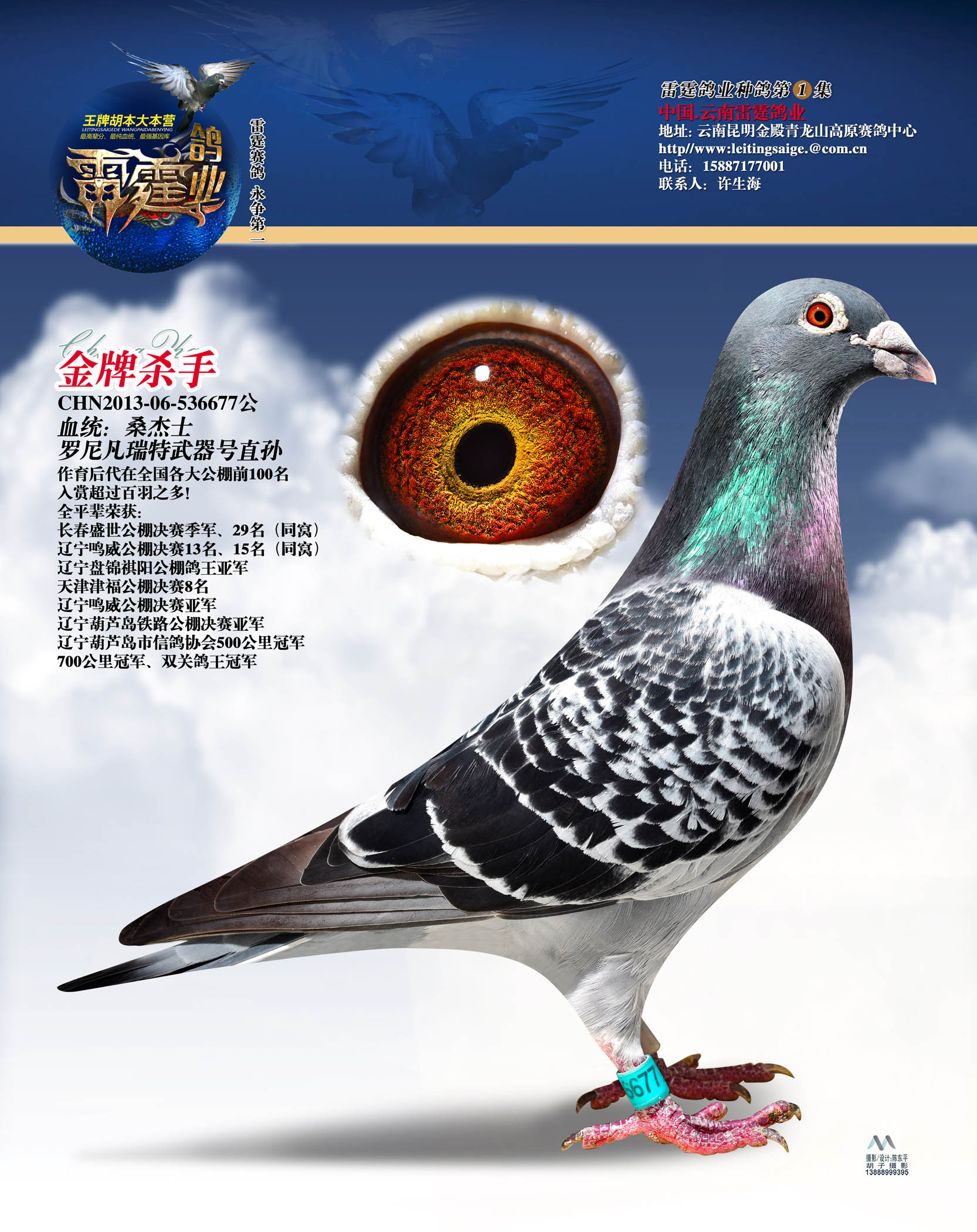 金牌杀手_云南雷霆鸽业_ ag188.com爱鸽商城_中国信鸽信息网