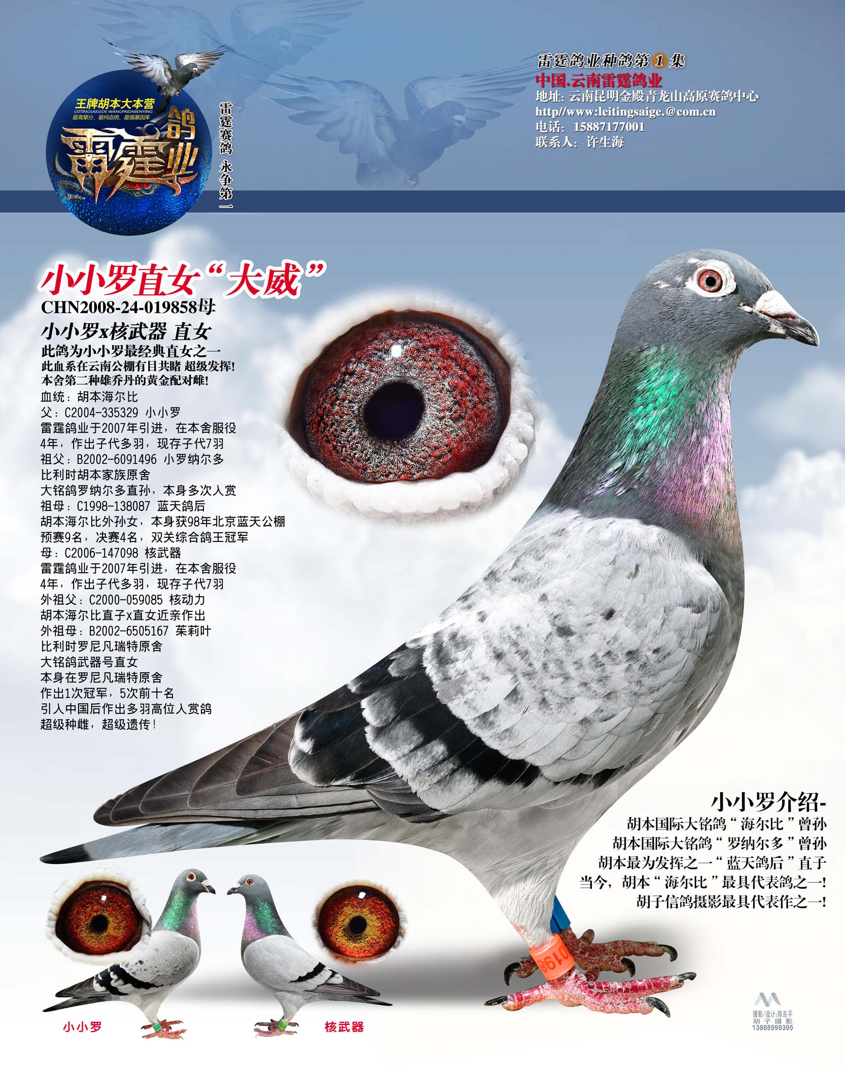 气:7843次血 统:胡本海尔比鸽友通:详细介绍父:c2004-335329 小小罗