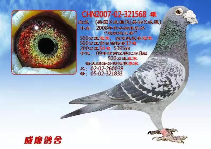 超级568_天津威廉鸽舍_ ag188.com爱鸽商城_中国信鸽信息网