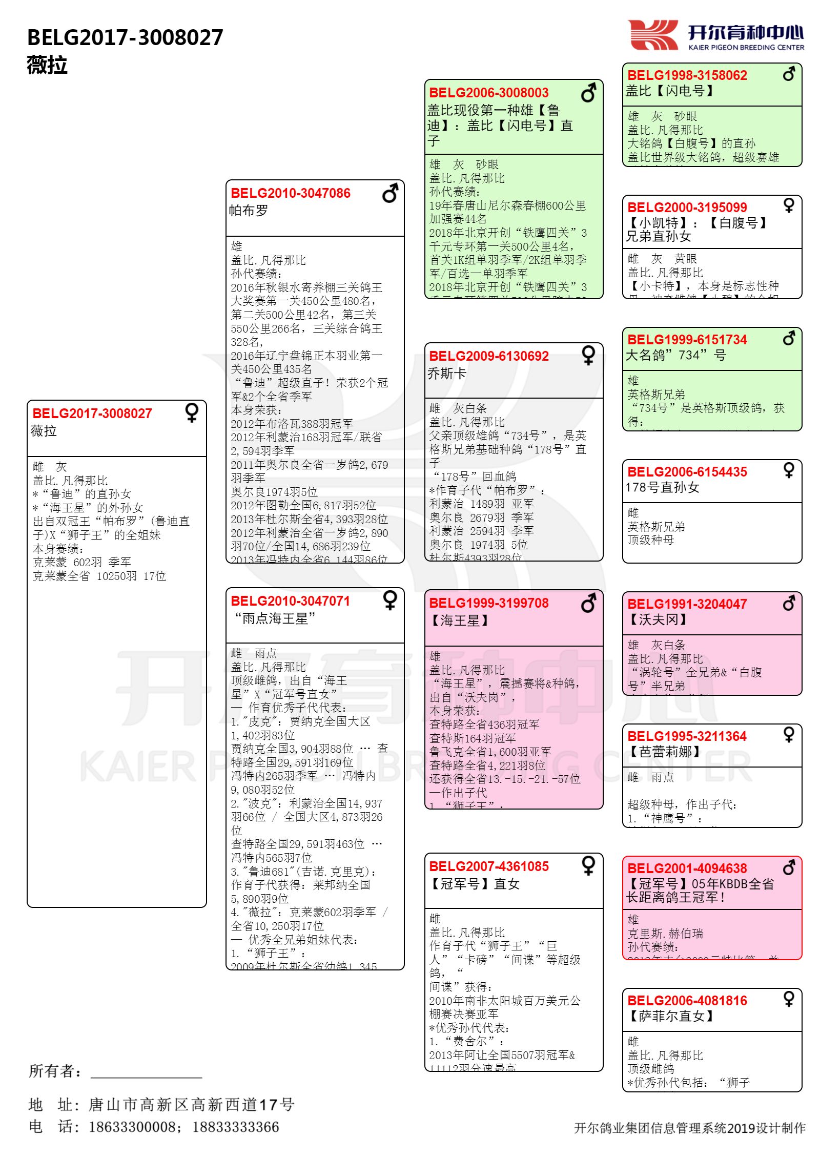 薇拉_唐山开尔鸽业-中信网爱鸽商城