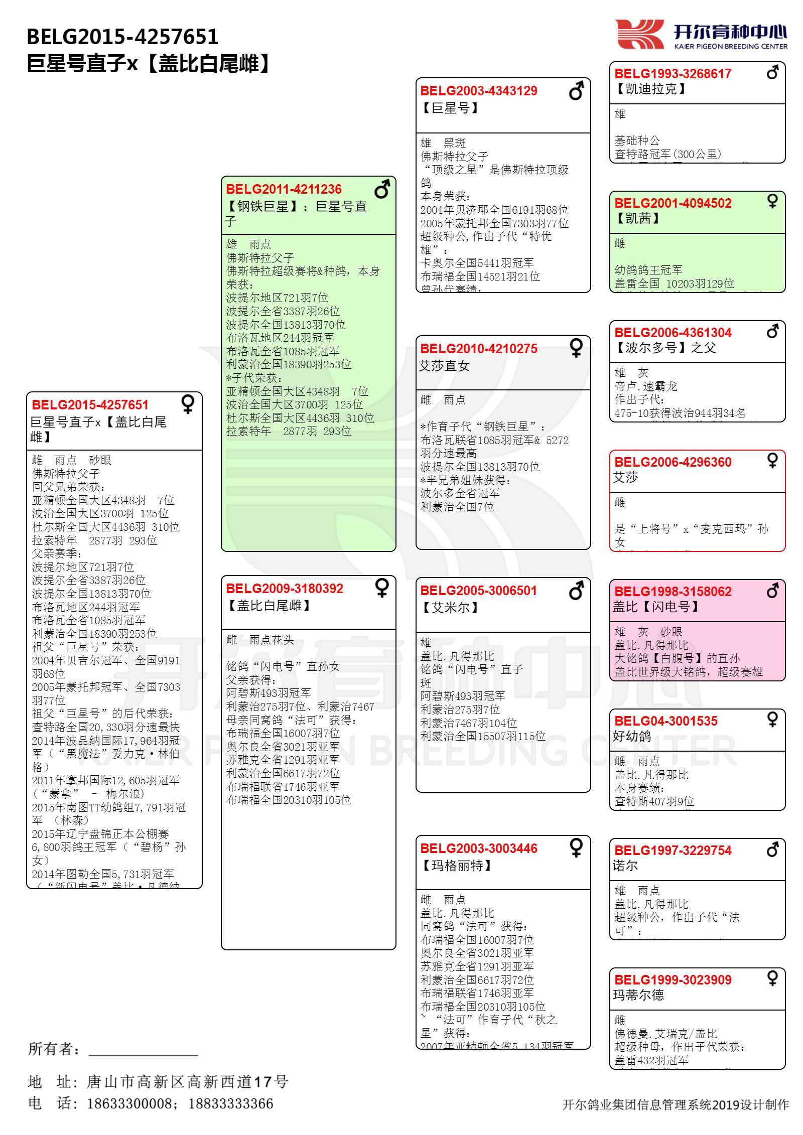 惠比特盖文血统表图片