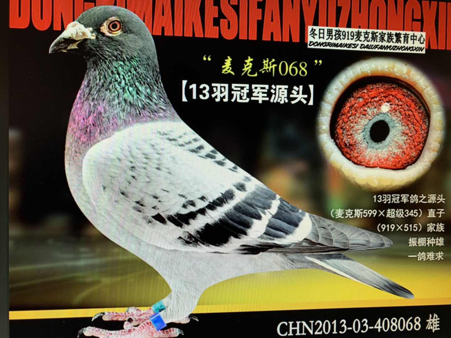 信鸽特征编 号:655834鸽 名:麦克斯068【13羽冠军鸽源头】羽 色:--收