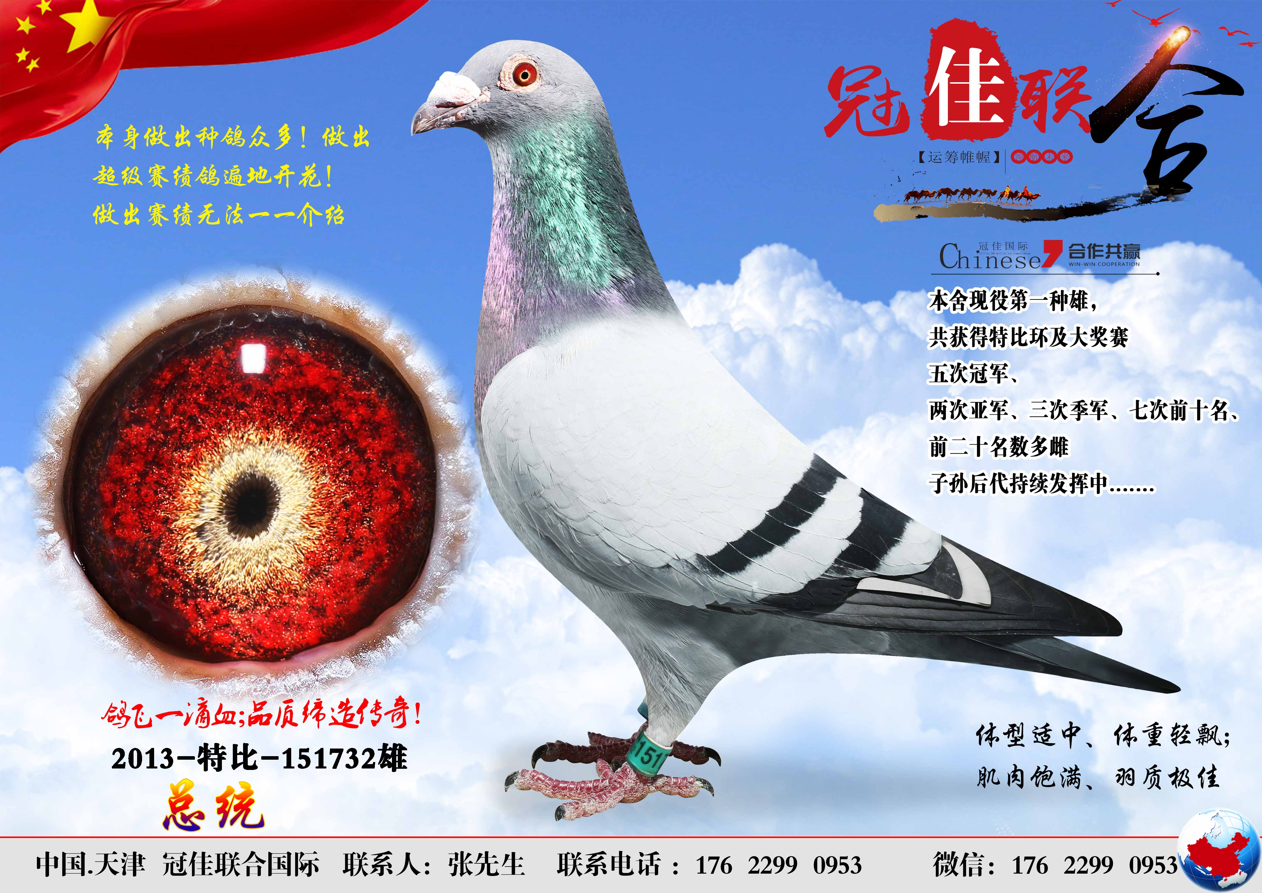 北京长城鸽业的种鸽图片