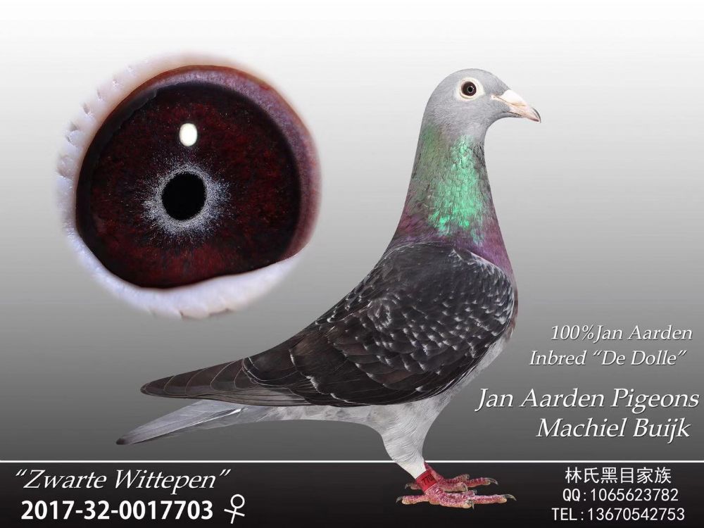 米歇尔杨阿腾703